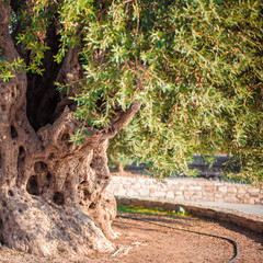 old olive tree with olives for oil production