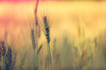 Fototapeta premium Wheat field. Ears of golden wheat close up