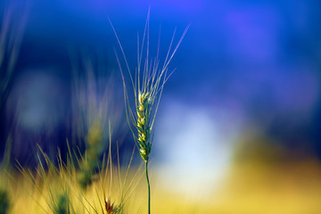 Fototapeta premium Wheat field. Ears of golden wheat close up