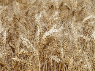(Triticum aestivum) Champ de blé couché par le vent