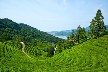 Green Tea Farm in Boseong-gun, South Korea.