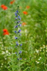 Natternkopf mit Mohn im Hintergrund