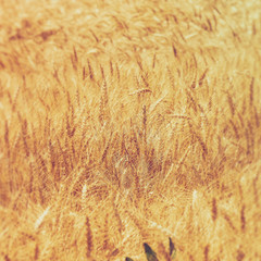 Champ couvert de beaux épis de blé (Triticum aestivum)