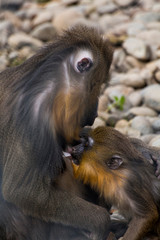 Mandrillus sphinx breastfeeding her offspring
