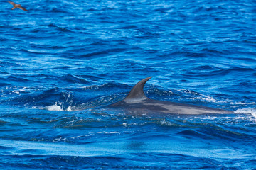 Obraz premium Rorqual, Cliffs ot the Giants, Tenerife island, Canary islands, Spain, Europe