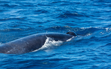 Obraz premium Rorqual, Cliffs ot the Giants, Tenerife island, Canary islands, Spain, Europe