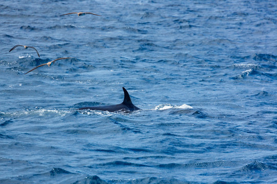 Rorqual, Cliffs ot the Giants, Tenerife island, Canary islands, Spain, Europe