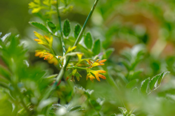 Fresh Green Chickpeas field , Chick peas also known as harbara or harbhara in hindi and Cicer is...