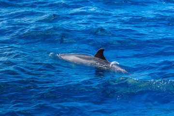 Obraz premium Common bottlenose dolphin, Cliffs ot the Giants, Tenerife island, Canary islands, Spain, Europe