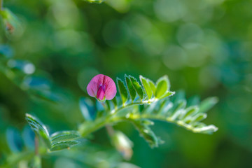 Fresh Green Chickpeas field , Chick peas also known as harbara or harbhara in hindi and Cicer is...