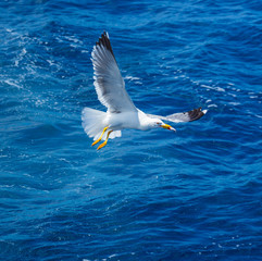 Yellow legged gull, Cliffs ot the Giants, Tenerife island, Canary islands, Spain, Europe