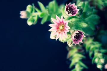 Plant Sempervivum tectorum  flower detail macro close up succulent with water drops and black background