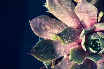 Plant Sempervivum tectorum  flower detail macro close up succulent with water drops and black background