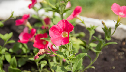 Fototapeta premium Beautiful Petunia flowers in the sunlight on the flower bed.