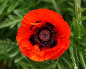 red poppy flower with green leaves on the background in summer garden.