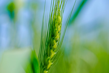 green wheat field , india
