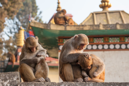 Monkey mother holding her baby near the temple in Kathmandu, Nepal. Monkeys in Kathmandu. Nepal. A small cute monkey being carried in Monkey Temple, Kathmandu, Nepal