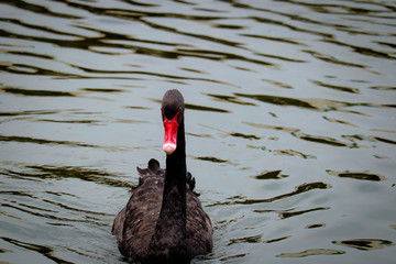 Black Swan is swimming