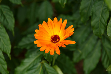 Orange calendula flowers, Blooming marigold in summer garden.