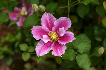 Large flowers of Clematis Piilu in summer garden.