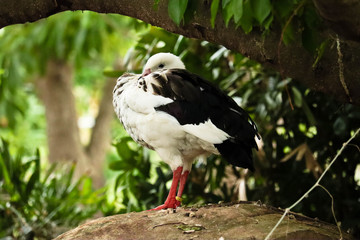 Andean Goose