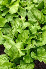 Home Grown Organic italian rainbow Beetroot Barbabietola di Chioggia in vegetable kitchen garden.