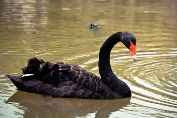 Fototapeta premium Black Swan is swimming