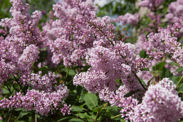 Syringa is a genus of shrubs belonging to the Oleaceae family.
