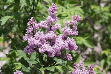Syringa is a genus of shrubs belonging to the Oleaceae family.