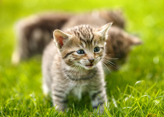 Naklejka na ściany i meble Little tabby kittens playing on the grass.