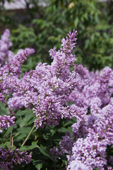 Syringa is a genus of shrubs belonging to the Oleaceae family.