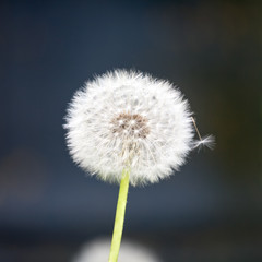 white dandelions ball with one separate fuzz closeup view