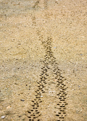 two tyre treads of the wheels of a transport vehicle on the brown sand off road. The treads were made on the fresh mud by a bicycle or a small bike. Vertical picture