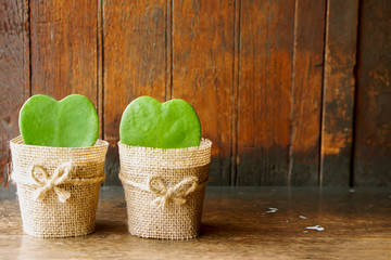 Twin HOYA CACTUS in sackcloth flower pot on wooden table and background.