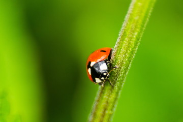 Ladybird (Coccinellidae) Close-up. Wild Nature. Ladybird