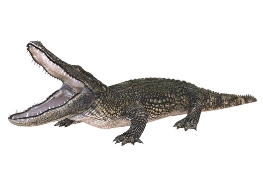 A reference image Alligator isolated on white background 3d illustration