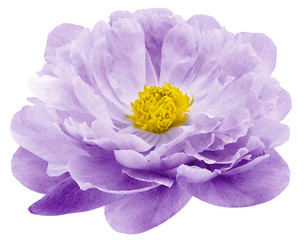 watercolor peony flower purple Flower isolated on white background. No shadows with clipping path....
