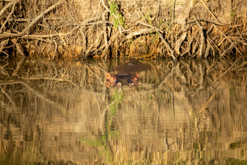 Hippo in the golden glow of late afternoon. 