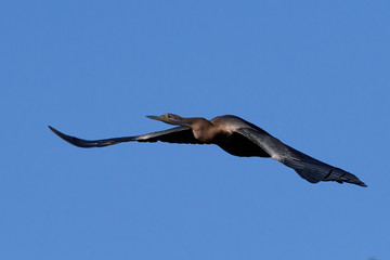 African darter (Anhinga rufa)