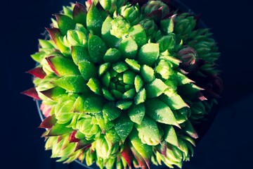 Plant Sempervivum tectorum  flower detail macro close up succulent with water drops and black background