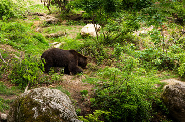 Brown bear walking free in a summer forest.