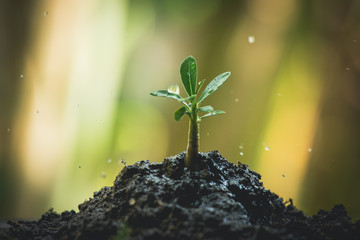 Young plant growing on soil with drop water on leaf and splashing. Green sprout growth for saving energy for earth day concept