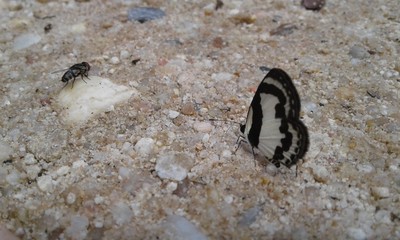 butterfly on the rock