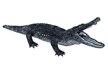 Sketch of alligator isolated on a white background