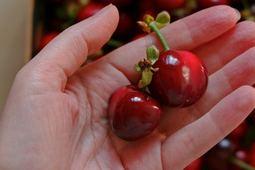 close up of female hand with bing cherry 