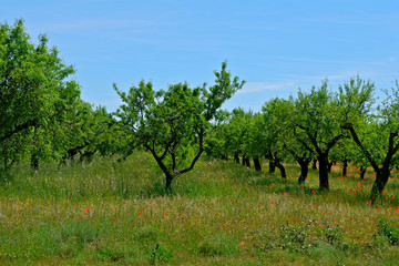 Fototapeta na wymiar Agricultural landscape, Aragon region, Spain
