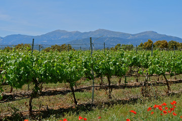 Fototapeta na wymiar Agricultural landscape, Aragon region, Spain