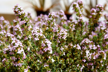 close up of purple thyme flowers blooming at daytime