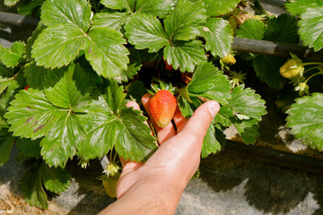 close up on male hand holding strawberry fruit growing outdoors 