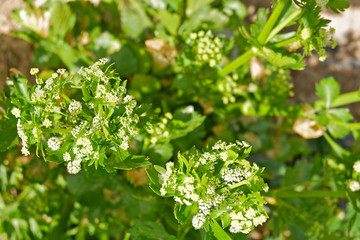 Close up on fresh bright green organic celery in bloom growing in a home farm garden at daytime 